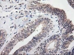 MGLL Mouse anti-Human, Clone: OTI4D1, lyophilized, TrueMAB 100 &mu;g; Unconjugated:Antibodies,