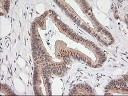 MGLL Mouse anti-Human, Clone: OTI4D1, lyophilized, TrueMAB 100 &mu;g; Unconjugated:Antibodies,