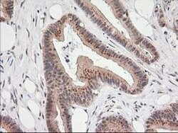 MGLL Monoclonal Antibody (OTI4D1), TrueMAB , OriGene 100 &mu;L; Unconjugated:Antibodies,