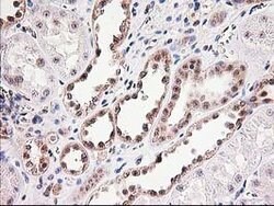 MGLL Mouse anti-Human, Clone: OTI4D1, lyophilized, TrueMAB 100 &mu;g; Unconjugated:Antibodies,