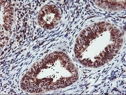 MGLL Mouse anti-Human, Clone: OTI1B1, lyophilized, TrueMAB 100 &mu;g; Unconjugated:Antibodies,