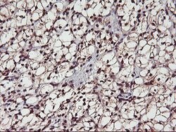 MGLL Mouse anti-Human, Clone: OTI1B1, lyophilized, TrueMAB 100 &mu;g; Unconjugated:Antibodies,