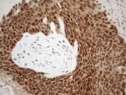 MGMT Mouse anti-Human, Clone: OTI2E2, lyophilized, TrueMAB 100 &mu;g; Unconjugated:Antibodies,