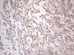 MGP Mouse anti-Human, Clone: OTI11G6, lyophilized, TrueMAB 100 &mu;g; Unconjugated:Antibodies,