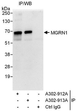 MGRN1 Rabbit anti-Human, Polyclonal, Bethyl Laboratories 10 &mu;L; Unconjugated:Antibodies,