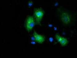 MGRN1 Mouse anti-Human, Clone: OTI1A8, lyophilized, TrueMAB 100 &mu;g;