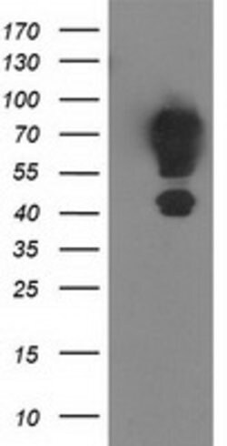MGRN1 Mouse anti-Human, Clone: OTI1A8, lyophilized, TrueMAB 100 &mu;g;