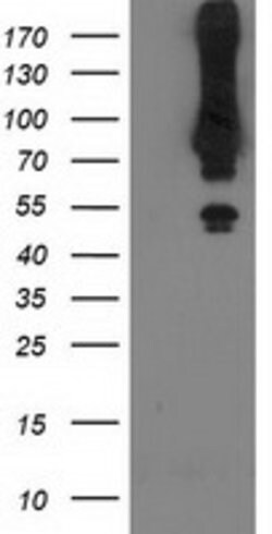 MGRN1 Mouse anti-Human, Clone: OTI3C3, lyophilized, TrueMAB 100 &mu;g;