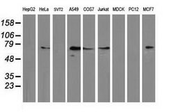 MGRN1 Mouse anti-Human, Clone: OTI3C3, lyophilized, TrueMAB 100 &mu;g;