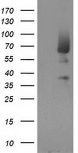 MGRN1 Monoclonal Antibody (OTI1E12), TrueMAB , OriGene 100 &mu;L; Unconjugated:Antibodies,
