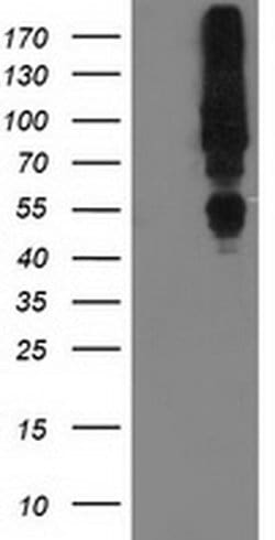 MGRN1 Monoclonal Antibody (OTI2A7), TrueMAB , OriGene 30 &mu;L; Unconjugated:Antibodies,