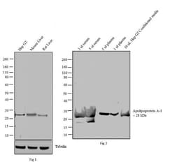 Invitrogen ApoA1 Monoclonal Antibody (6001) 1 mg; Unconjugated:Antibodies,