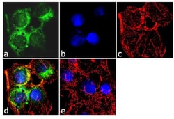 Invitrogen ApoA1 Monoclonal Antibody (513) 1 mg; Unconjugated:Antibodies,