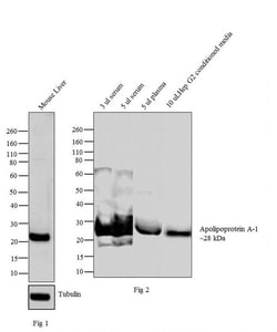 Invitrogen ApoA1 Monoclonal Antibody (513) 1 mg; Unconjugated:Antibodies,