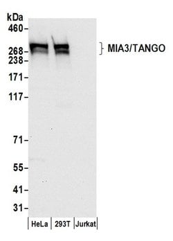 MIA3/TANGO Polyclonal Antibody, Bethyl Laboratories:Antibodies:Primary