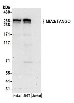 MIA3/TANGO Polyclonal Antibody, Bethyl Laboratories 20 &mu;L | Buy Online | Bethyl Laboratories, Inc | Fisher Scientific