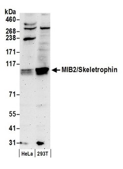 MIB2/Skeletrophin Rabbit anti-Human, Polyclonal, Bethyl Laboratories 100