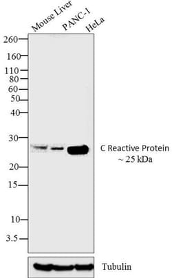 Invitrogen CRP Monoclonal Antibody (P4D7) 1 mg | Buy Online | Invitrogen&trade; | Fisher Scientific