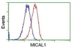 MICAL1 Monoclonal Antibody (OTI6H10), TrueMAB , OriGene:Antibodies:Primary