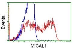 MICAL1 Mouse anti-Human, Clone: OTI2H1, liquid, TrueMAB 30 &mu;L; Unconjugated:Antibodies,