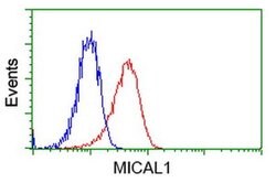 MICAL1 Mouse anti-Human, Clone: OTI2H1, liquid, TrueMAB 30 &mu;L; Unconjugated:Antibodies,