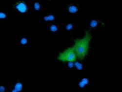 MICAL1 Mouse anti-Human, Clone: OTI2H1, liquid, TrueMAB 30 &mu;L; Unconjugated:Antibodies,