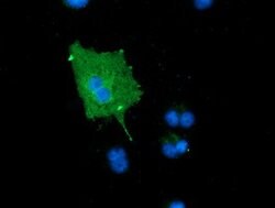MICAL1 Mouse anti-Human, Clone: OTI6C7, lyophilized, TrueMAB 100 &mu;g;