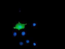 MICAL1 Monoclonal Antibody (OTI3C6), TrueMAB , OriGene 100 &mu;L; Unconjugated:Antibodies,