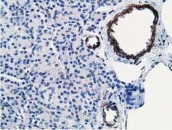 MICAL1 Monoclonal Antibody (OTI1C2), TrueMAB , OriGene 100 &mu;L; Unconjugated:Antibodies,