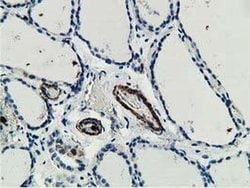 MICAL1 Monoclonal Antibody (OTI1C2), TrueMAB , OriGene 100 &mu;L; Unconjugated:Antibodies,