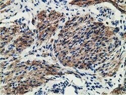 MICAL1 Monoclonal Antibody (OTI1C2), TrueMAB , OriGene 100 &mu;L; Unconjugated:Antibodies,