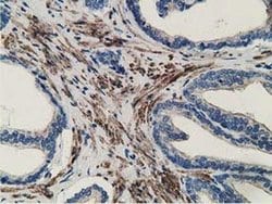 MICAL1 Monoclonal Antibody (OTI1C2), TrueMAB , OriGene 100 &mu;L; Unconjugated:Antibodies,