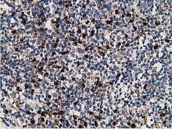MICAL1 Monoclonal Antibody (OTI1C2), TrueMAB , OriGene 100 &mu;L; Unconjugated:Antibodies,