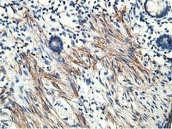 MICAL1 Monoclonal Antibody (OTI1C2), TrueMAB , OriGene 100 &mu;L; Unconjugated:Antibodies,
