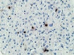 MICAL1 Monoclonal Antibody (OTI1C2), TrueMAB , OriGene 100 &mu;L; Unconjugated:Antibodies,