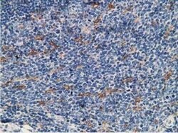 MICAL1 Monoclonal Antibody (OTI6H10), TrueMAB , OriGene 30 &mu;L; Unconjugated:Antibodies,