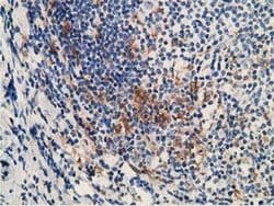 MICAL1 Monoclonal Antibody (OTI6H10), TrueMAB , OriGene:Antibodies:Primary