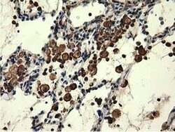MICAL1 Mouse anti-Human, Clone: OTI2H1, liquid, TrueMAB 30 &mu;L; Unconjugated:Antibodies,