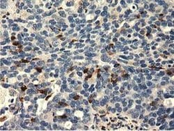 MICAL1 Mouse anti-Human, Clone: OTI2H1, liquid, TrueMAB 30 &mu;L; Unconjugated:Antibodies,