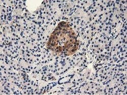 MICAL1 Mouse anti-Human, Clone: OTI2H1, liquid, TrueMAB 30 &mu;L; Unconjugated:Antibodies,