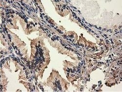 MICAL1 Mouse anti-Human, Clone: OTI2H1, liquid, TrueMAB 30 &mu;L; Unconjugated:Antibodies,