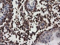 MICAL1 Mouse anti-Human, Clone: OTI2H1, liquid, TrueMAB 30 &mu;L; Unconjugated:Antibodies,
