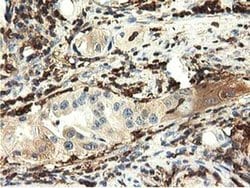 MICAL1 Mouse anti-Human, Clone: OTI2H1, liquid, TrueMAB 30 &mu;L; Unconjugated:Antibodies,