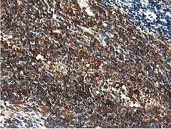 MICAL1 Mouse anti-Human, Clone: OTI2H1, liquid, TrueMAB 30 &mu;L; Unconjugated:Antibodies,