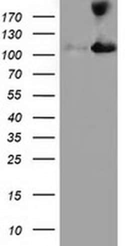 MICAL1 Monoclonal Antibody (OTI1C2), TrueMAB , OriGene 100 &mu;L; Unconjugated:Antibodies,