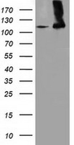 MICAL1 Monoclonal Antibody (OTI5C3), TrueMAB , OriGene 100 &mu;L; Unconjugated:Antibodies,