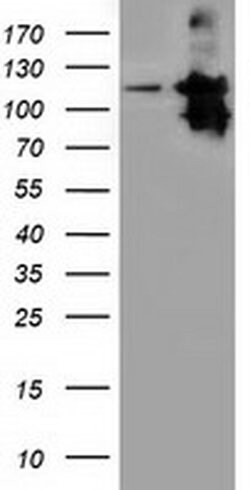 MICAL1 Monoclonal Antibody (OTI6H10), TrueMAB , OriGene 30 &mu;L; Unconjugated:Antibodies,