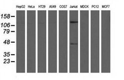 MICAL1 Mouse anti-Human, Clone: OTI2H1, liquid, TrueMAB 30 &mu;L; Unconjugated:Antibodies,