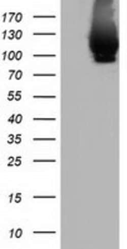 MICAL1 Mouse anti-Human, Clone: OTI6C7, lyophilized, TrueMAB 100 &mu;g;