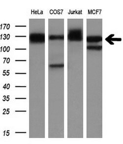 MICAL1 Monoclonal Antibody (OTI4B1), TrueMAB , OriGene:Antibodies:Primary